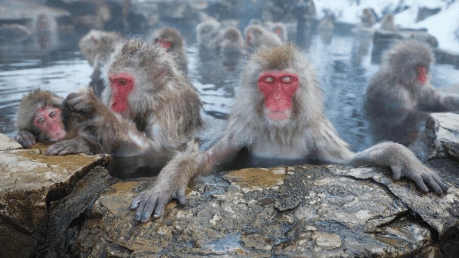 From Tokyo: Private Tour Snow Monkey Park & Zenko-ji Temple - Door-to-door comfort: Vellfire, Crown, and Land Cruiser-style convenience