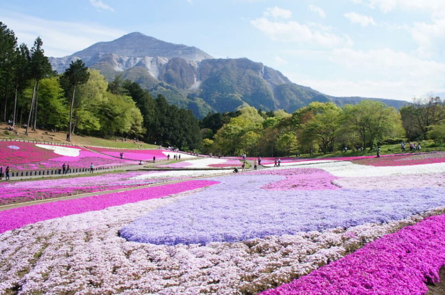 From Tokyo: Seibu Railway 1 Day Pass and Nagatoro - Key points to plan your Seibu and Nagatoro day