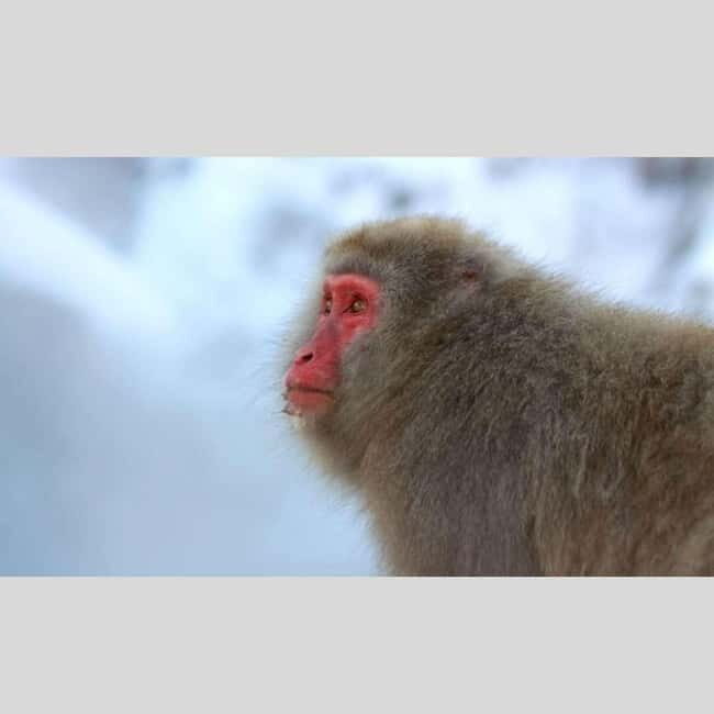 From Tokyo: Snow Monkey Park and Miso Production Day Tour - Tokyo-to-Nagano by Private Luxury Van: what that buys you