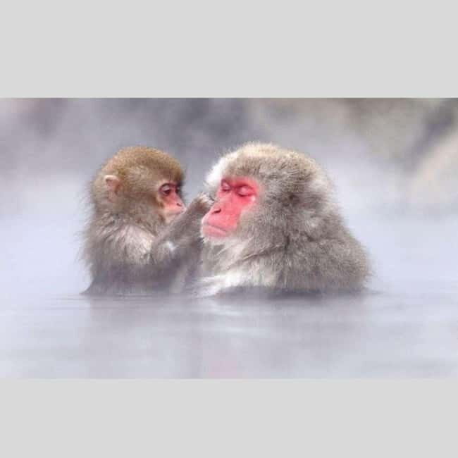From Tokyo: Snow Monkey Park and Miso Production Day Tour - Jigokudani Monkey Park: seeing snow monkeys without scrambling
