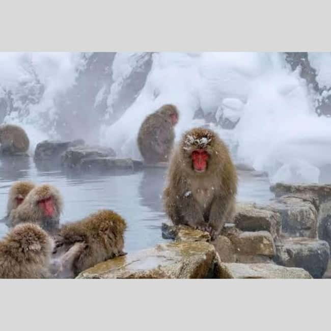 From Tokyo: Snow Monkey Park and Miso Production Day Tour - Shibu Onsen finish: the calming end after snow and temples