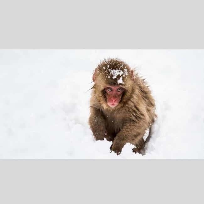 From Tokyo: Snow Monkey Park and Miso Production Day Tour - How the timing and customization actually work