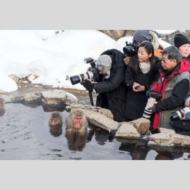 From Tokyo: Snow Monkey Park and Miso Production Day Tour - Price and value: $455 for up to 6 people, and why the math can work