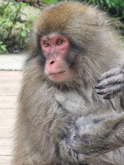 From Tokyo: Snow Monkey Private Customize Day Tour - Zenko-ji Temple: A Quiet Break From the Drive