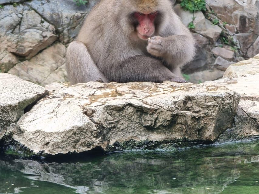 From Tokyo: Snow Monkey Private Customize Day Tour - Jigokudani Snow Monkey Park: Hot-Spring Monkey Watching