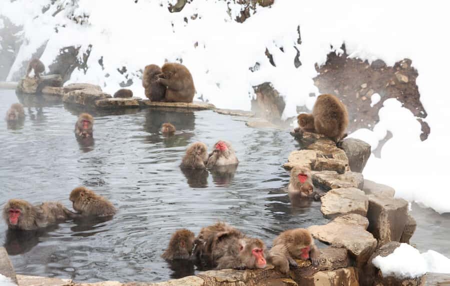 From Tokyo: Snow Monkeys and Zenkoji Temple Day Trip - Takai Shrine’s Red Torii Gates and Peaceful Forest Setting