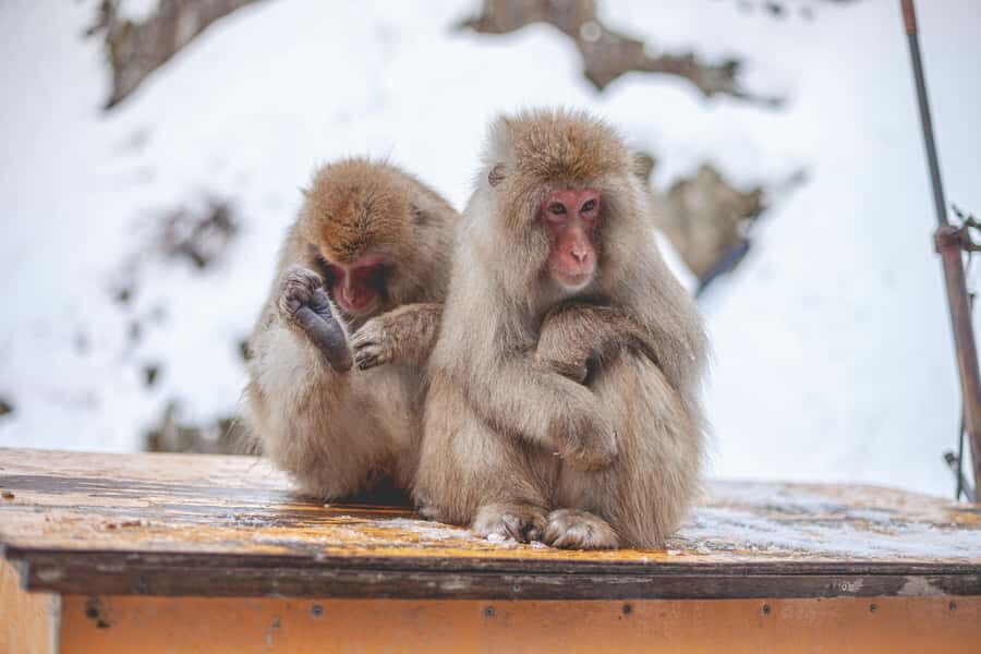 From Tokyo: Snow Monkeys and Zenkoji Temple Day Trip - Price and Logistics: Is $515 per Group Worth It?