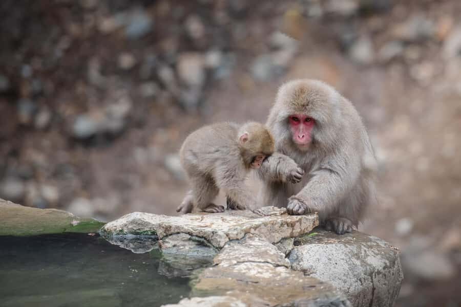 From Tokyo: Snow Monkeys and Zenkoji Temple Day Trip - Who Should Book This Snow Monkey and Zenkoji Day Trip?