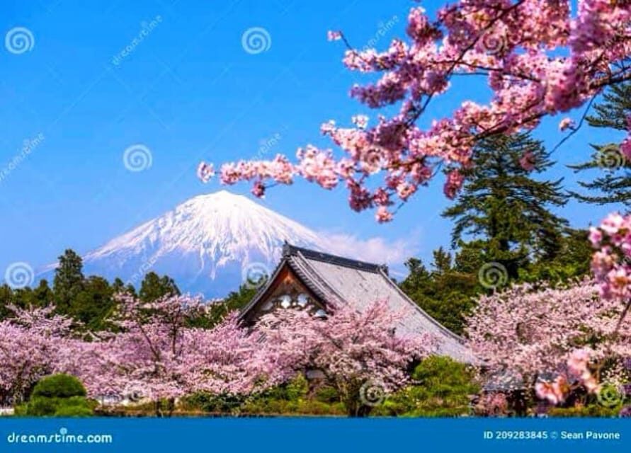 From Tokyo:private Mount Fuji tour with guide - Kitaguchi-hongu Fuji Sengen Shrine: the calm break in the cedars
