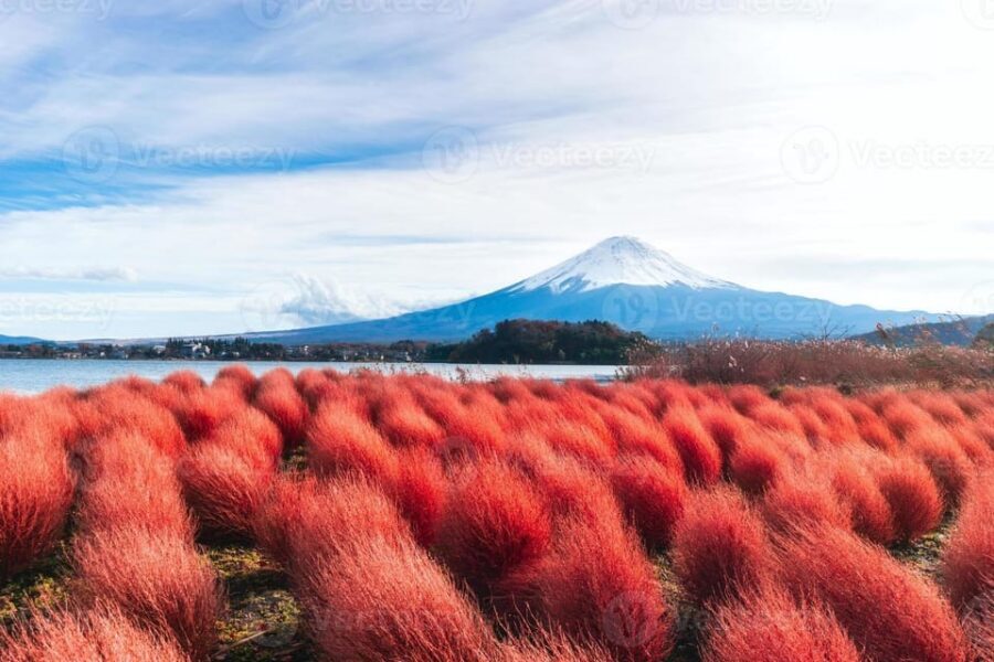 Fuji/Hakone Private Tour, English speaking guide, Photograph - Mount Fuji 5th Station: the height is the point, the cold is too