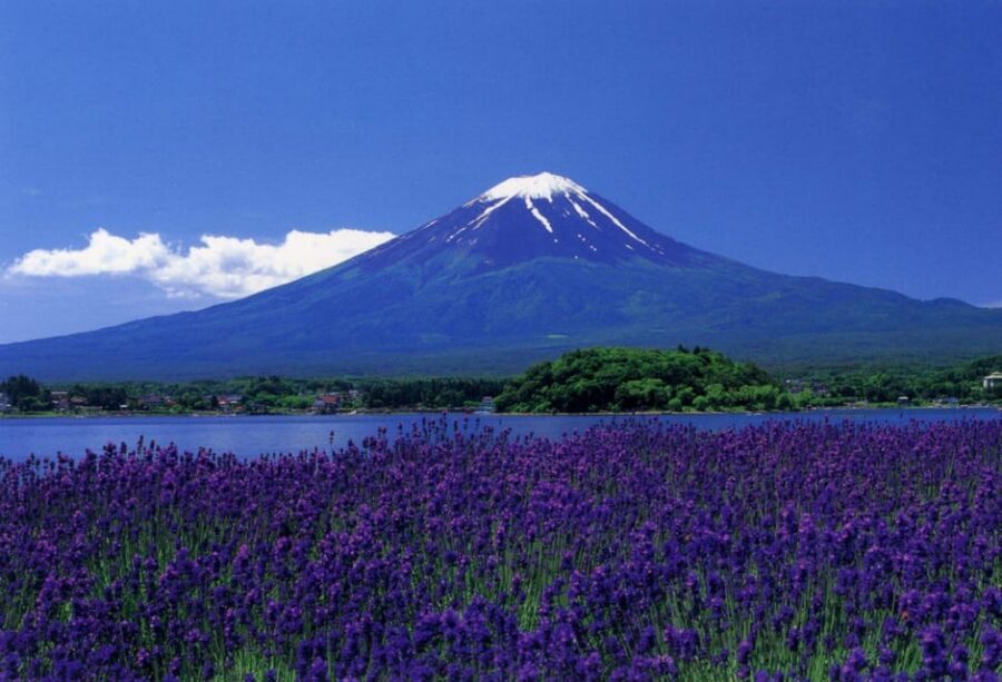 Fuji/Hakone Private Tour, English speaking guide, Photograph - Fujikawaguchiko break and lunch: where you control the fuel