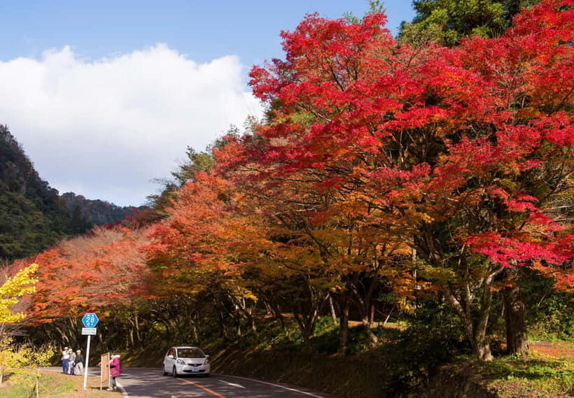 Fukuoka: Kumamoto Cherry Blossom Spring Edition Day Tour - The Maizuru Park Finale: Festival Lights If You Choose It