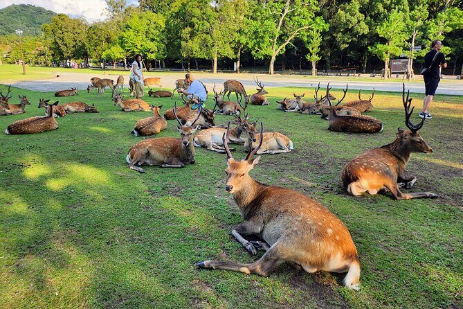 Full Day Guided Tour to Nara from Osaka by Van - Kofuku-ji’s Central Golden Hall and the five-story pagoda path