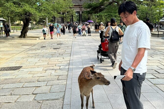 Full Day Nara Deer, Temple, Shrine, Activities & Tea Ceremony - Nara Park deer time and the deer challenge flow