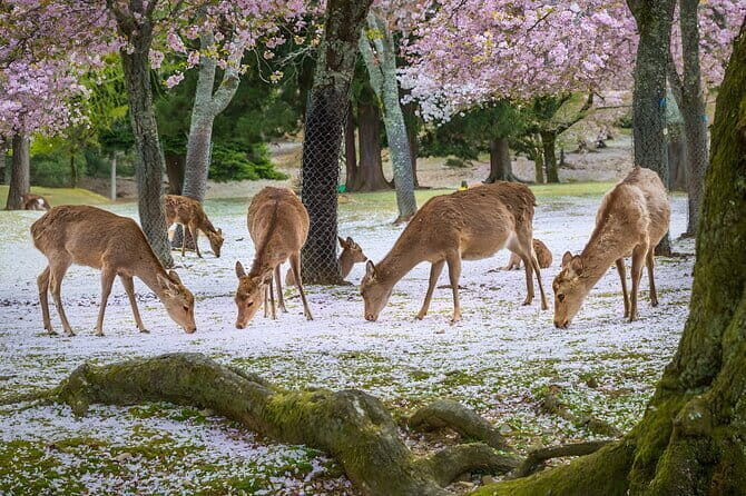 Full Day Nara Deer, Temple, Shrine, Activities & Tea Ceremony - Gango-ji’s demon origin story and the oldest temple feeling
