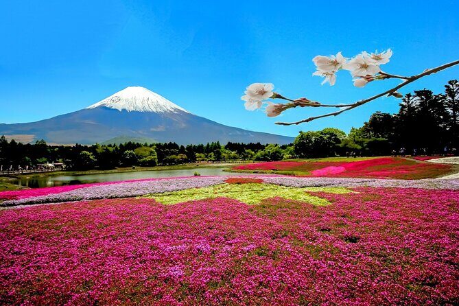 Full Day Private Tour in Mt. Fuji and Hakone - How this 9-hour private Fuji and Hakone circuit really feels