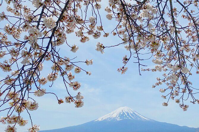 Full Day Private Tour to Mt Fuji by Luxury Vehicle - Kitaguchi Hongu Fuji Sengen Jinja Shrine: Fuji Worship in a Cedar Forest