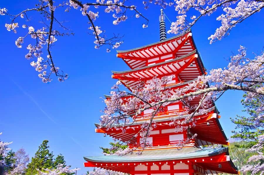 Full-Day Tour to the Picturesque Spots of Mount Fuji - Who Should Book This (and Who Should Skip It)