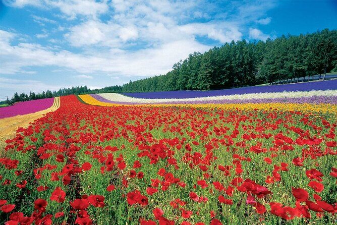 Furano & Biei 6 hour Tour: English Speaking Driver only, No Guide - Key Points Worth Noting