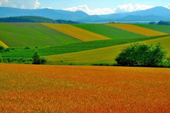 Furano & Biei 6 hour Tour: English Speaking Driver only, No Guide - What the English-Speaking Driver Can Do for You