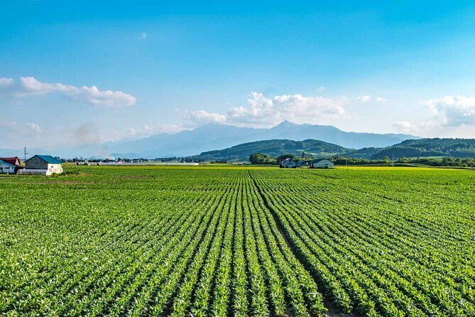 Furano & Biei 6 hour Tour: English Speaking Driver only, No Guide - Should You Book This Furano & Biei Tour?