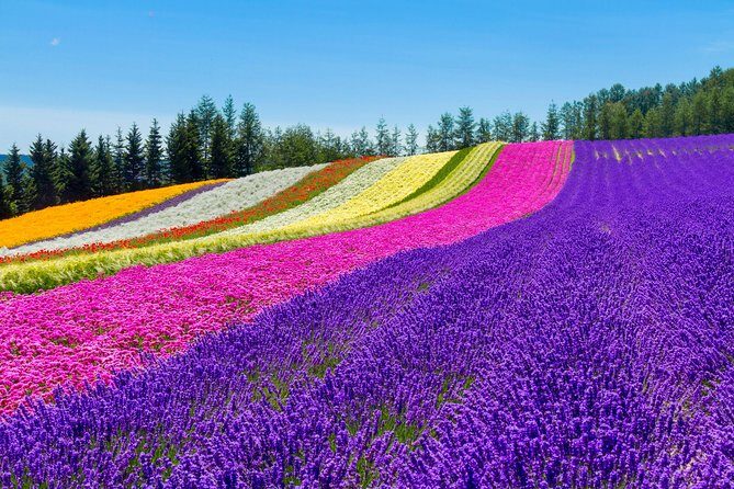 Furano & Biei Customised Private Day Tour (Up to 8 Pax/11 Hours) - Key highlights I’d bet on