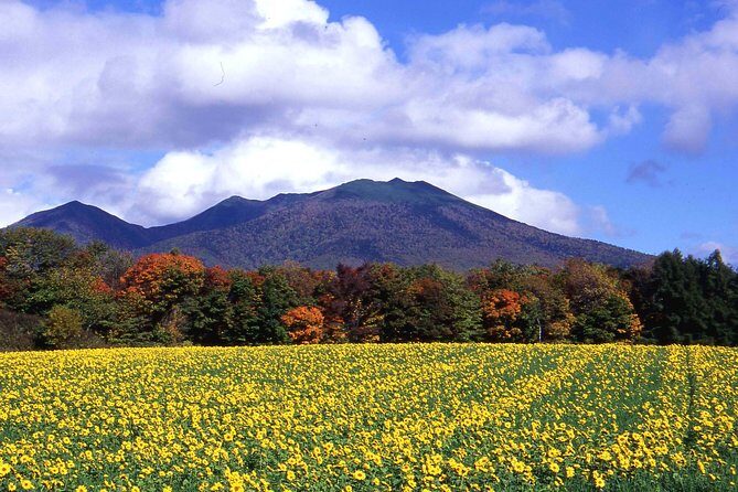 Furano & Biei Customised Private Day Tour (Up to 8 Pax/11 Hours) - The 11-Hour Rhythm: How the Day Feels When It’s Well Planned