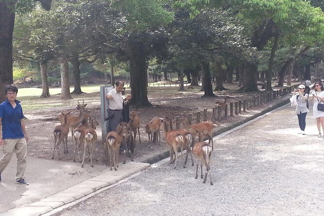 Fushimi Inari & Nara Highlights Walking Tour - The Nara transition and Todai-ji’s “largest wooden building” moment