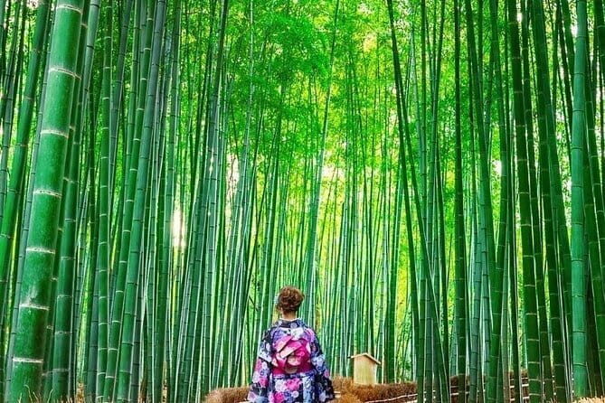 Guided Kyoto City Cherry Blossom One Day Private Tour - Stop 5: Gion district walking—machiya, teahouses, and daylight reality