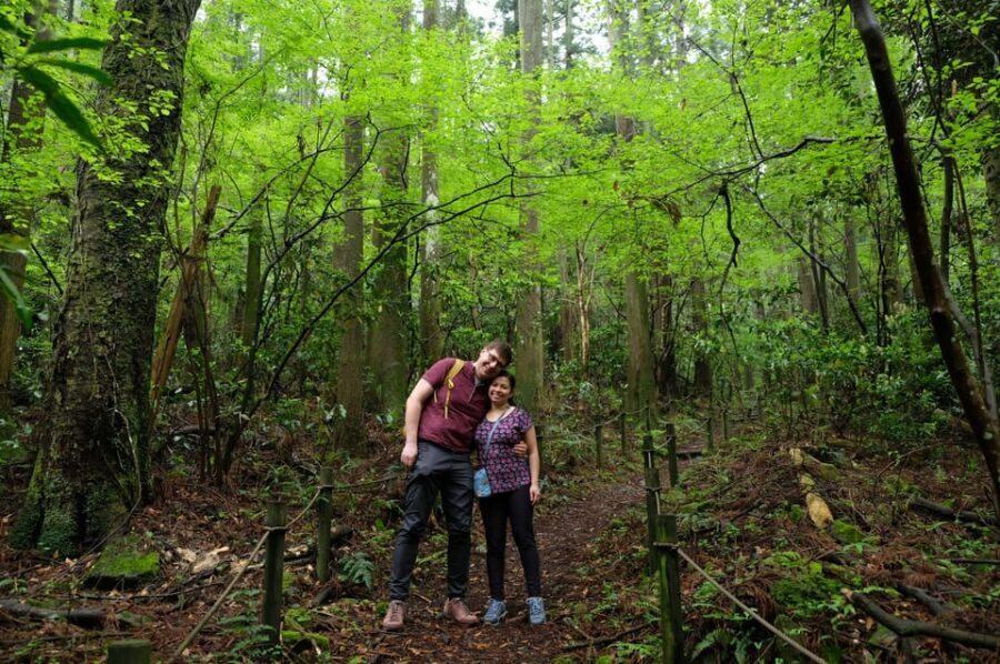 Hakone Hachiri: Old Tokaido Highway Hiking Half-day tour - Hakone-Yumoto to the trail: a small-group start with the right pace