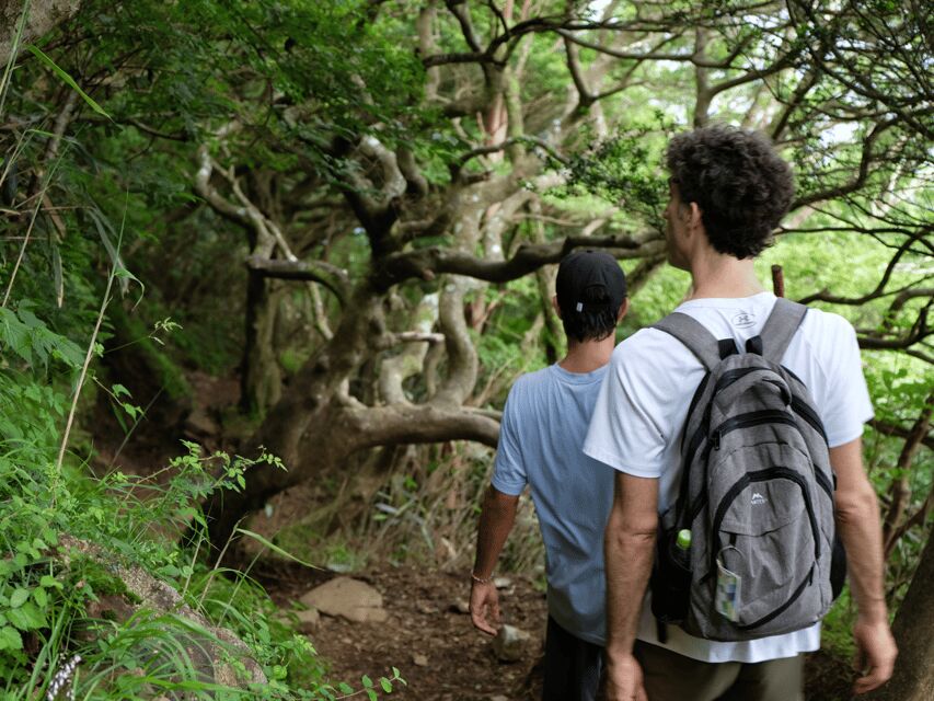 Hakone: Traverse the Hakone Caldera and Enjoy Onsen - Spring sakura, autumn red leaves, and winter powder: why the bamboo field matters
