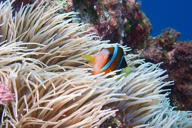 Half Day Amami Japan Boat Snorkeling Adventure - Back to Ashitoku: Shower Time and Photo Downloads