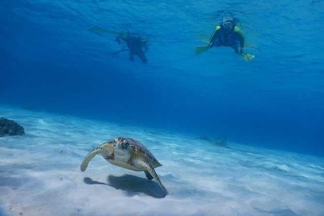 Half-day kayak tour on the Kerama Islands and Zamami Island - Your Timeline (Morning or Afternoon) and What Happens in Each Stretch
