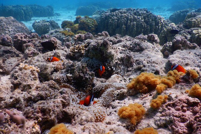 Half-day kayak tour on the Kerama Islands and Zamami Island - Important Safety Limits Before You Book