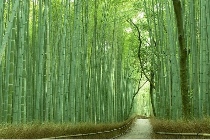 Half Day Kyoto Sagano Bamboo Grove & Arashiyama Walking Tour - Key highlights that make this tour work