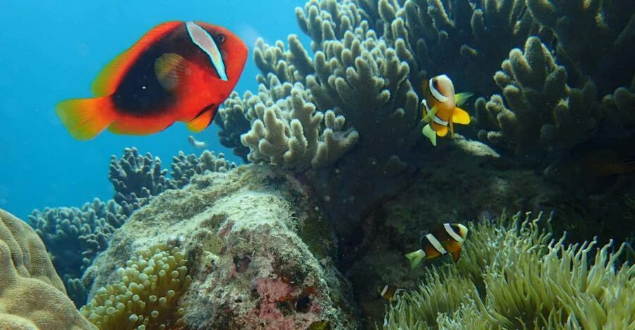 Half-Day Snorkeling Trip to Kerama - Key things to know before you go