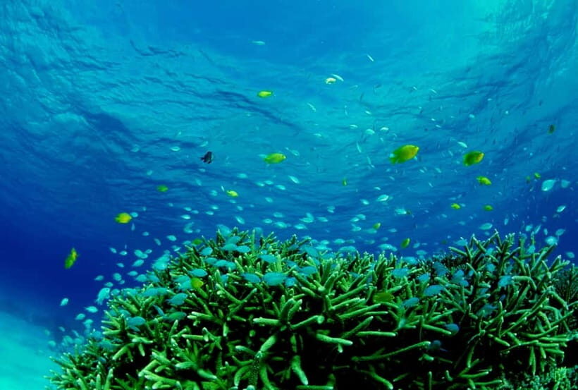 Half-Day Snorkeling Trip to Kerama - Getting to Miegusuku Port from Naha without stress