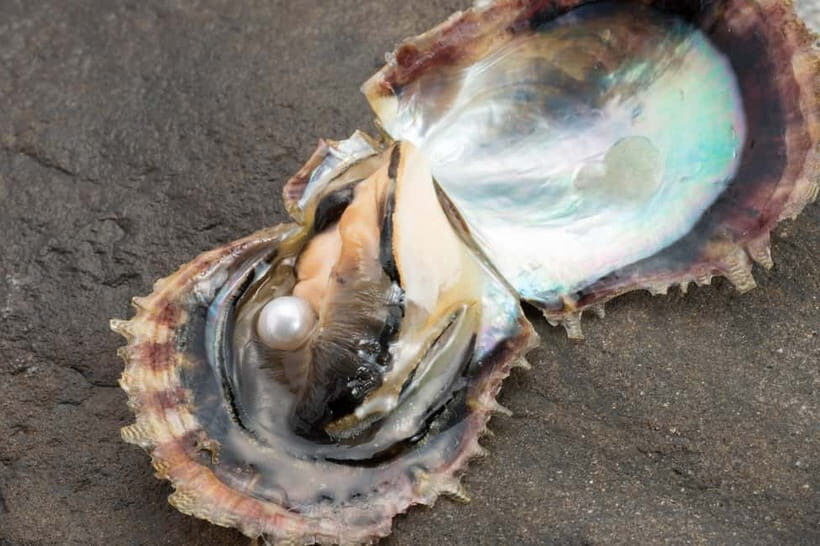 Hands-on Pearl Harvesting Workshop! - Pearl Harvesting in Ise-Shima: What You Actually Do