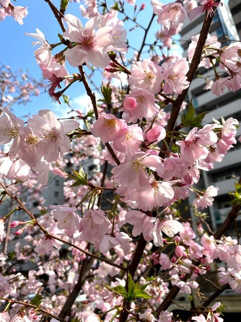 Hidden Gem Food & Drink Night Tour near Roppongi - FAQ