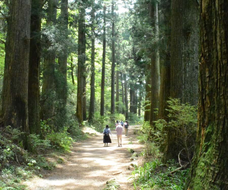 Hike Hakone Hachiri Japan Heritage Area - Should you book the Hakone Hachiri Old Tokaido hike?