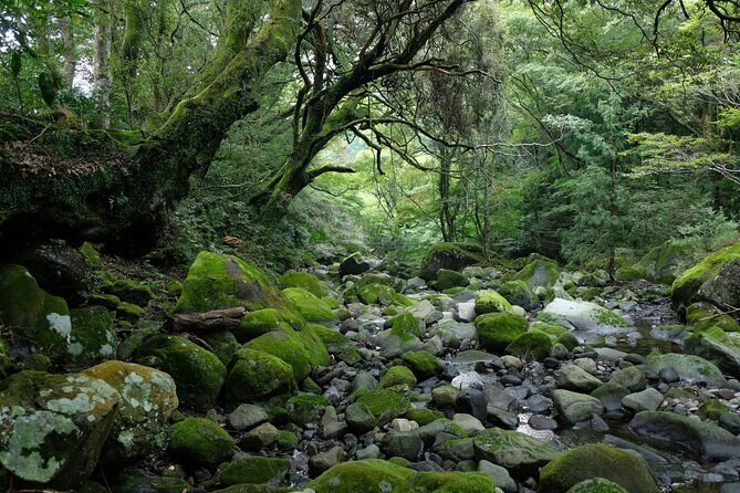 Hike Japan Heritage Hakone Hachiri (Half Day) - The 400-year tea house and the amasake warmth