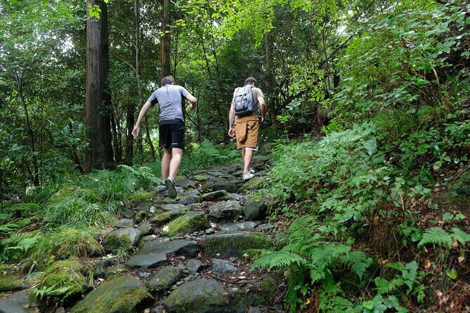 Hike Japan Heritage Hakone Hachiri with certified mountain guide - Cedar Trees and the Hakone Checkpoint: Where Movement Was Controlled