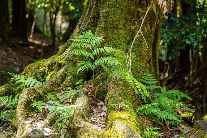 Hiking Tour for Sacred Sites in Kyoto with a Guide - What to Pack and How to Pace Yourself on the Trail