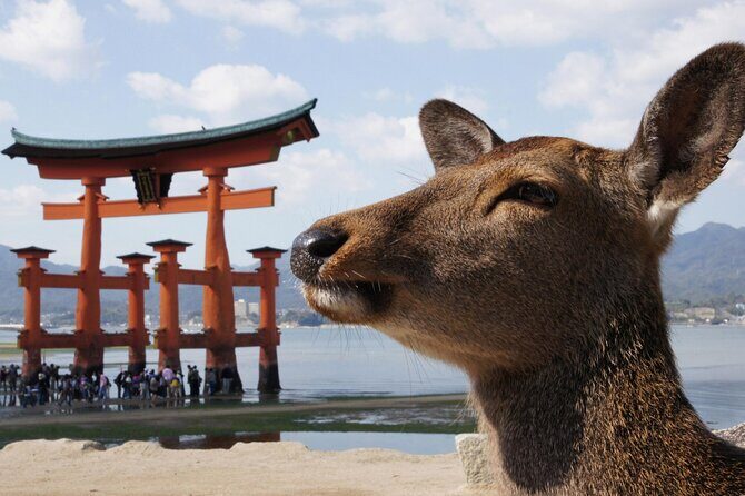Hiroshima and Miyajima Bus Tour with Indian Lunch - From Hiroshima Station: the air-conditioned start you’ll appreciate