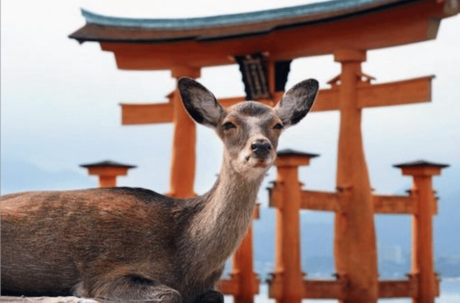 Hiroshima/Miyajima Private Custom Tour with Local Guide - Key things I’d put on your radar
