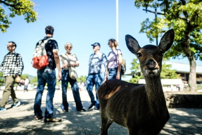 Hiroshima & Miyajima: Private Full-Day Tour with a Local Guide - Crossing to Miyajima: local ferry energy, minus the stress