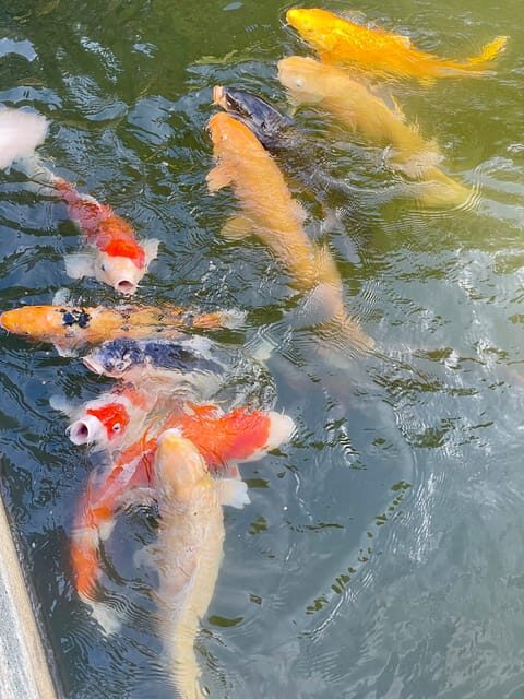 Hiroshima & Miyajima: UNESCO A-Bomb Dome & Itsukushima - Who Should Book, and Who Might Want a Different Plan