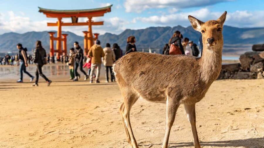 Hiroshima to Miyajima: Private Custom Tour with Ferry Ride - Ferry First: Why the Hiroshima to Miyajima Journey Matters