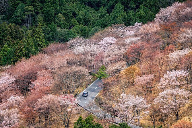 Historic and Natural Guided Hike in Yoshino - Key Highlights You’ll Care About
