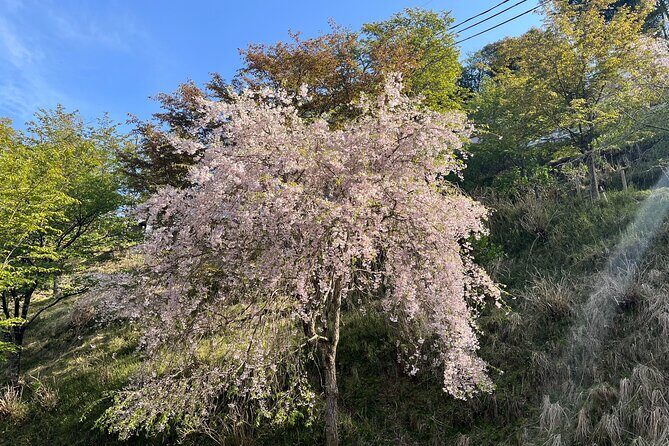 Historic and Natural Guided Hike in Yoshino - Kinpusenji Temple and Chikurin-in: Why Sacred Sites Matter Here